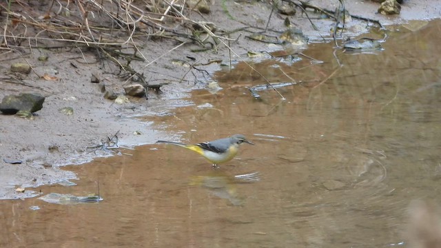 Gebirgsstelze - ML648058132