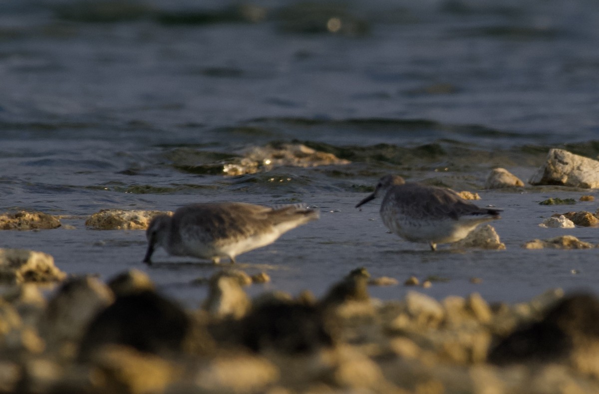 Txirri lodia - ML648058413