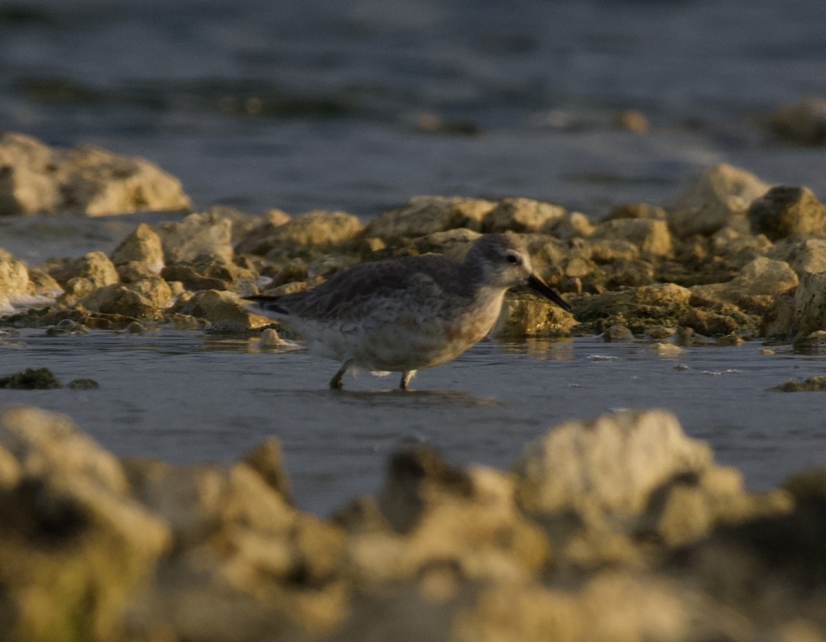 Txirri lodia - ML648058449