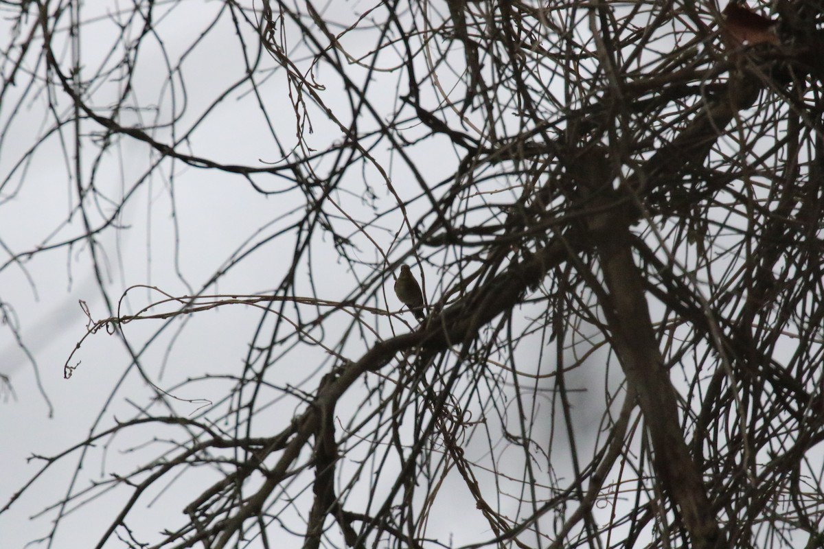 eBird Checklist - 2 Jan 2026 - Great Falls Park - 27 species (+1 other ...