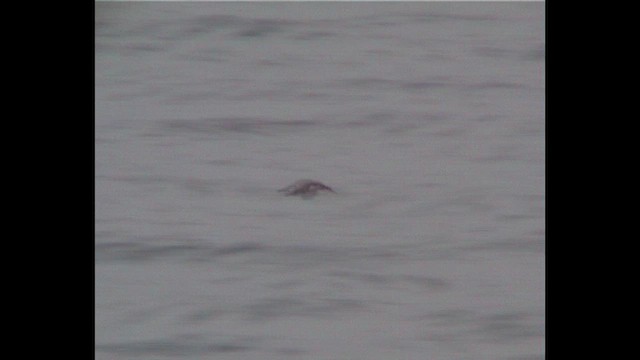 Gabai galapagoarra - ML648058511