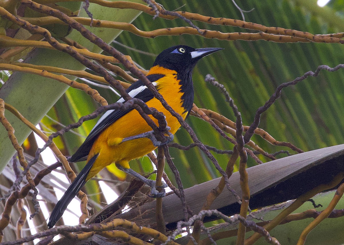 ムクドリモドキ - ML648059063