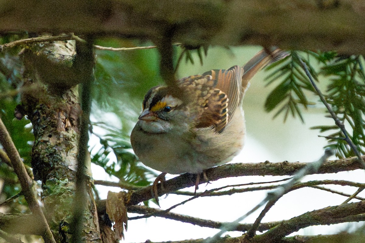 Weißkehlammer - ML648059084