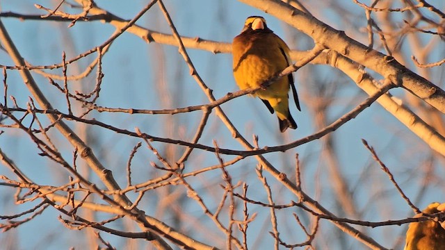 Evening Grosbeak - ML648059887