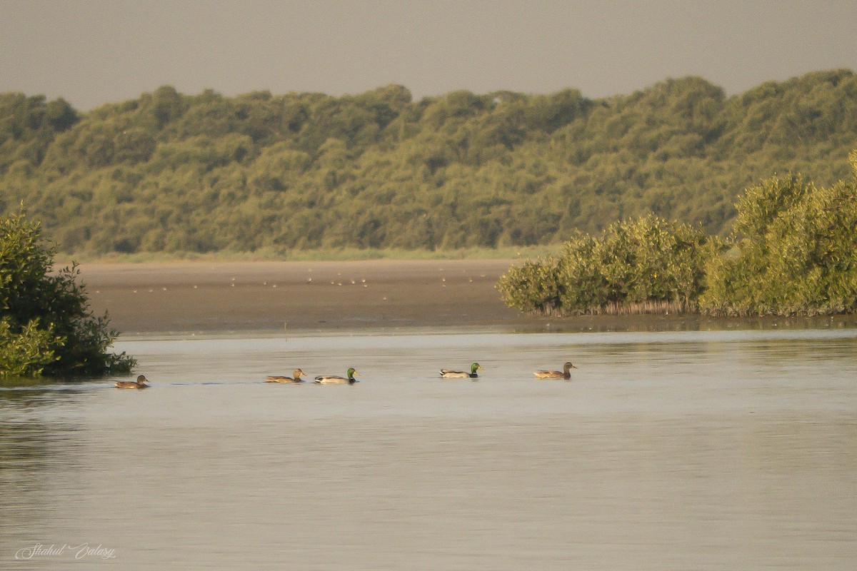 Mallard - ML648059905