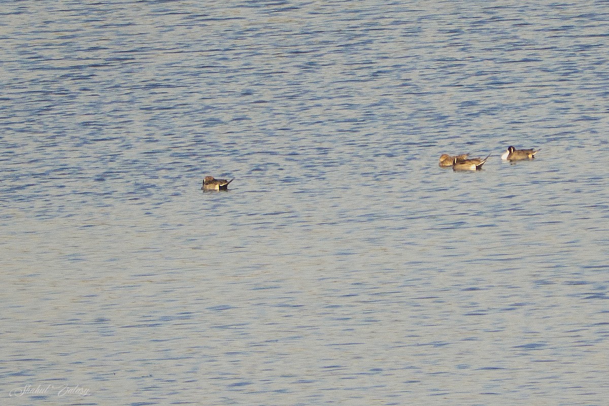 Northern Pintail - ML648059945