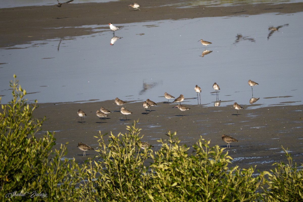 Black-tailed Godwit - ML648059987