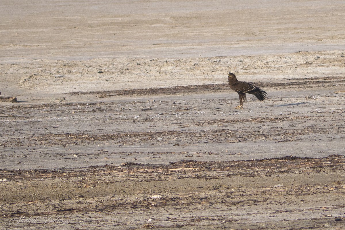 Greater Spotted Eagle - ML648060044