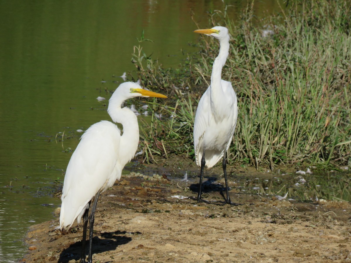 Great Egret - ML64806021