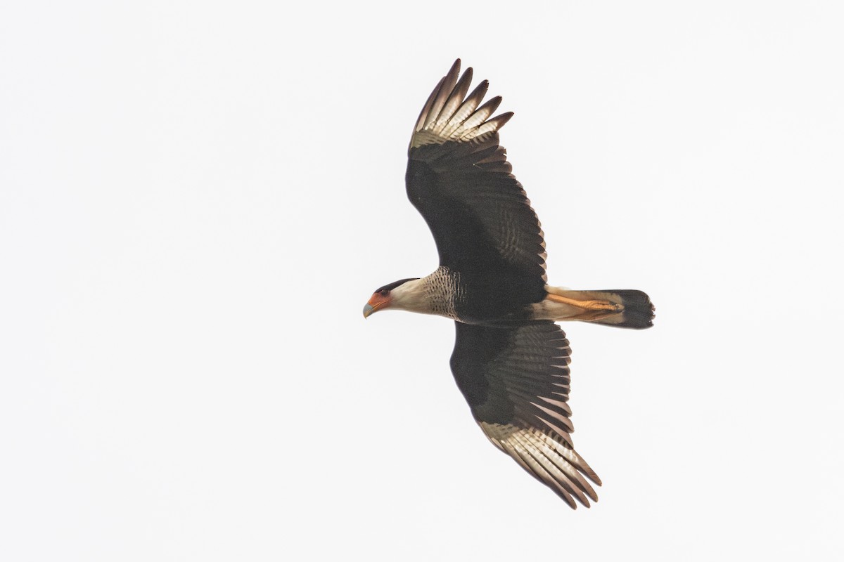 karančo jižní (ssp. cheriway) - ML648060402