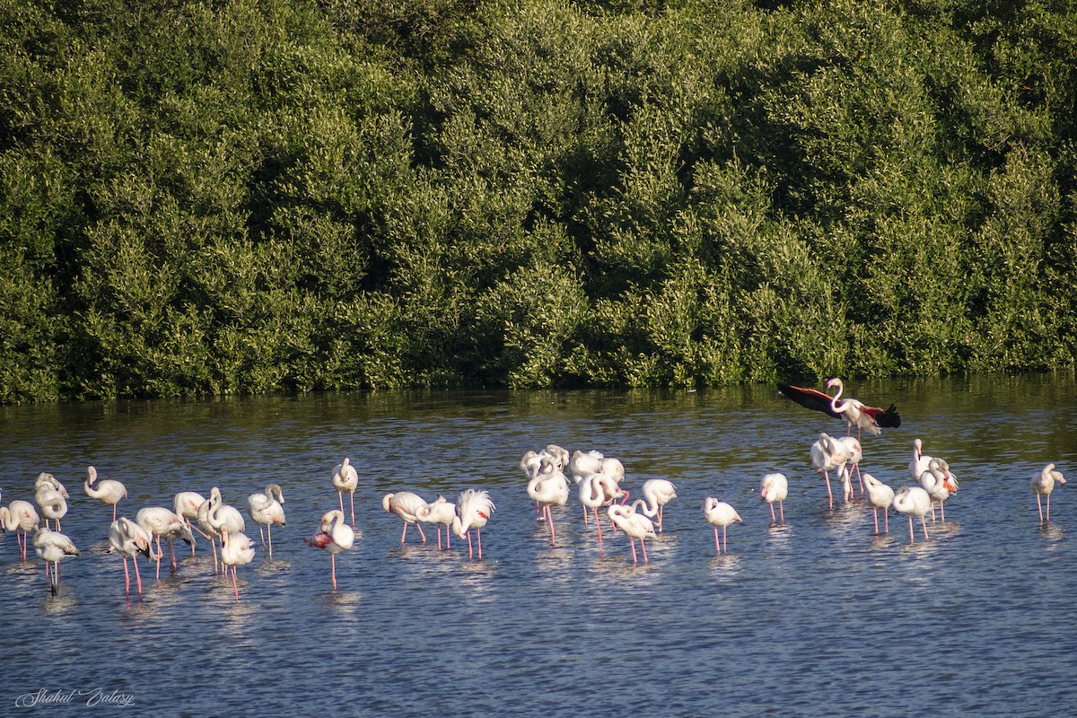 Greater Flamingo - ML648060444