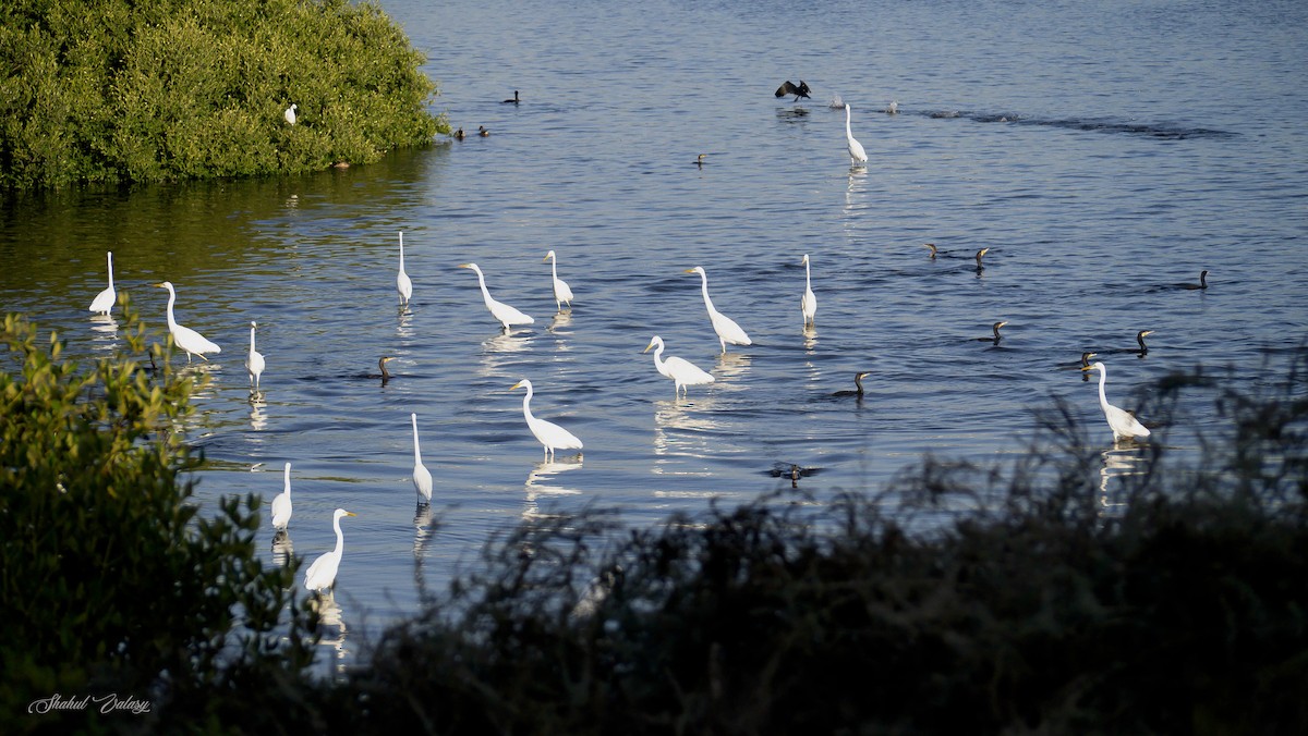 Great Egret - ML648060458