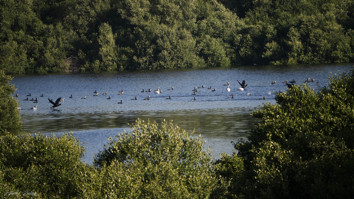 Great Cormorant - ML648060820