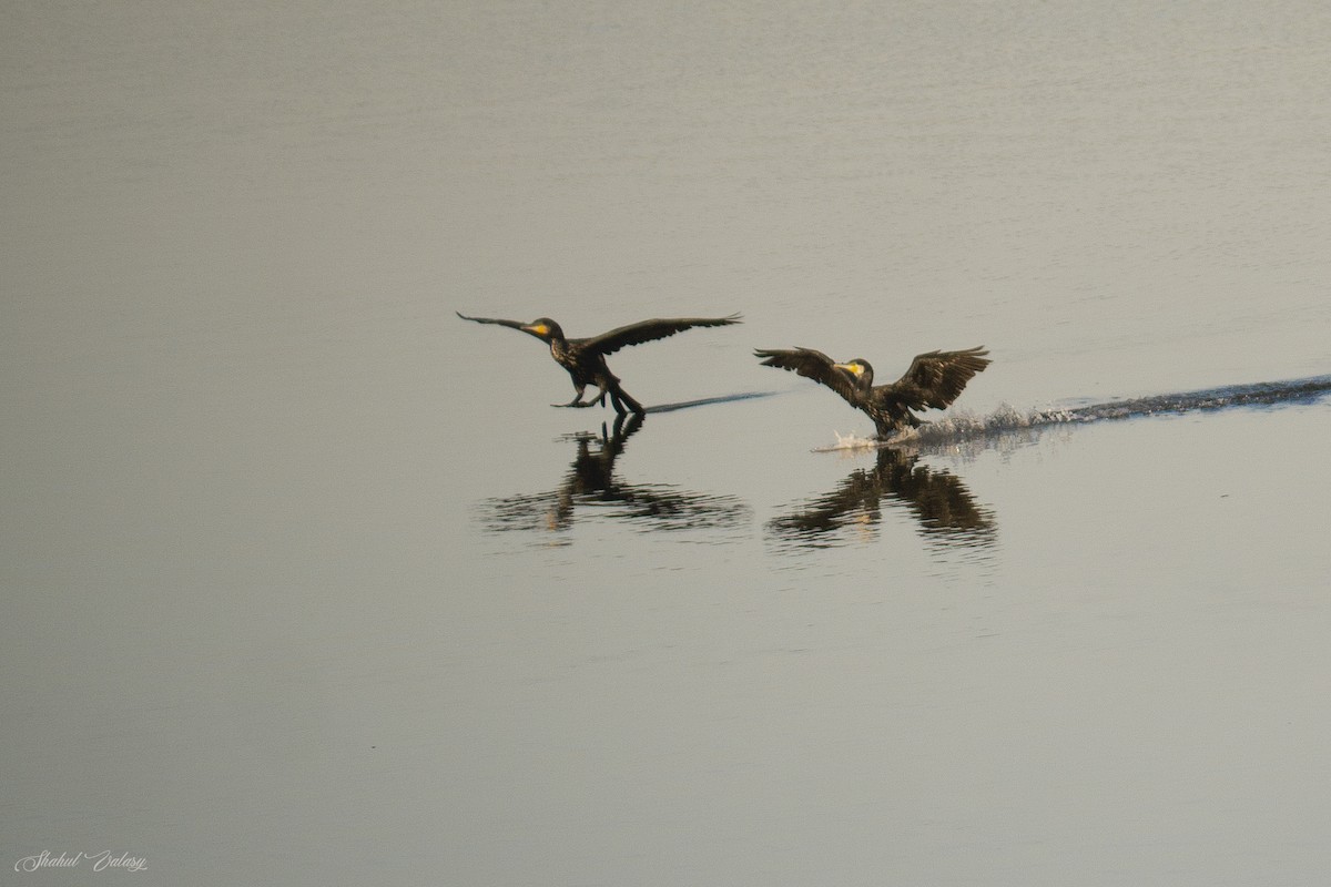 Great Cormorant - ML648060821