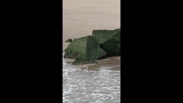 חופית לבנה - ML648060837