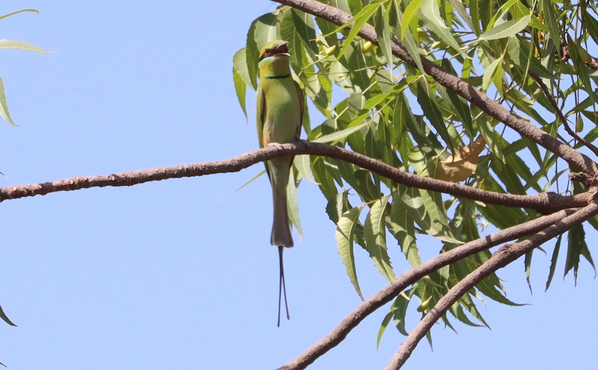 African Green Bee-eater - ML648061155