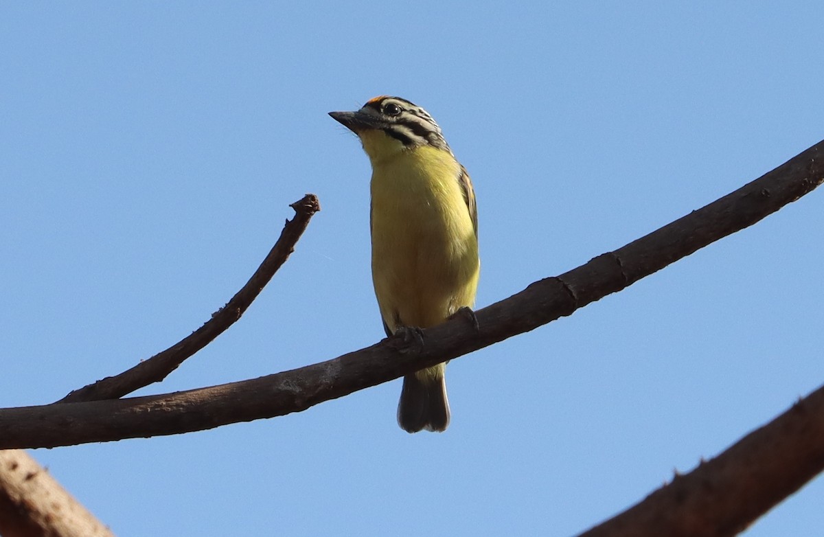 キビタイヒメゴシキドリ - ML648061205