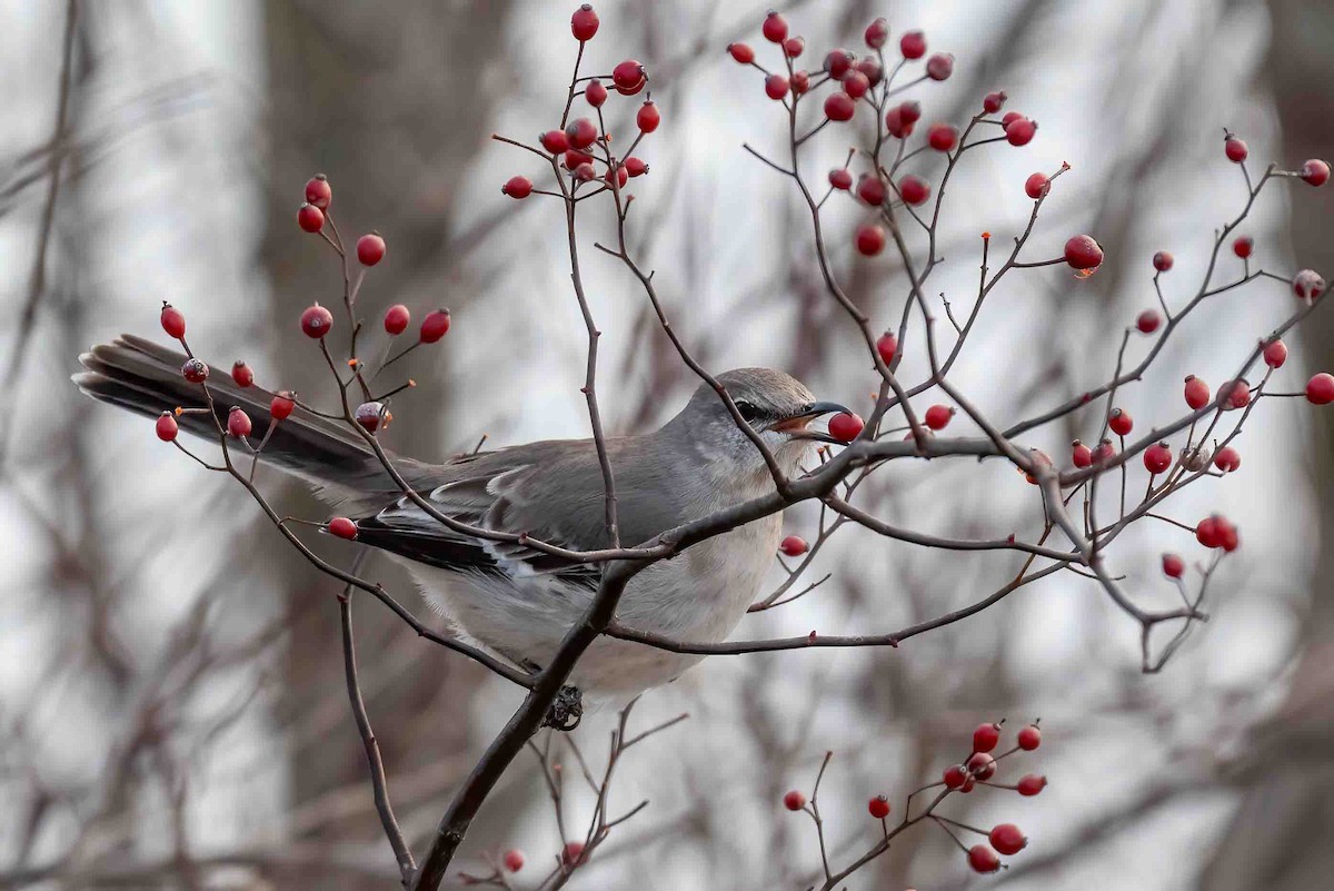 Northern Mockingbird - ML648061210