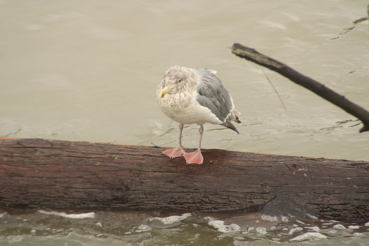 eBird Checklist - 24 Dec 2025 - Billy Frank Jr. Nisqually NWR - 60 ...