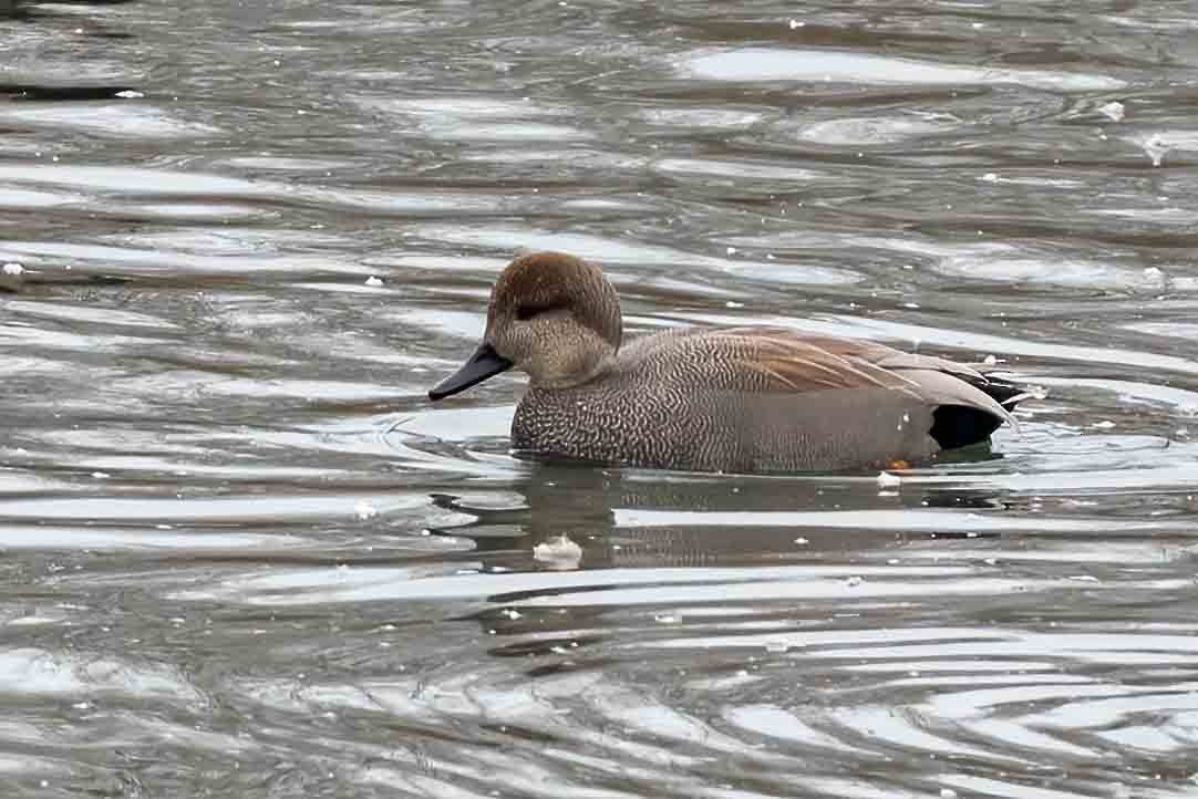 Gadwall - ML648062304