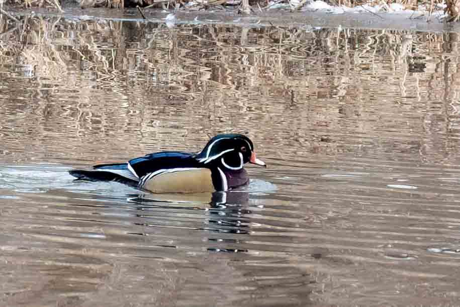 Wood Duck - ML648062990