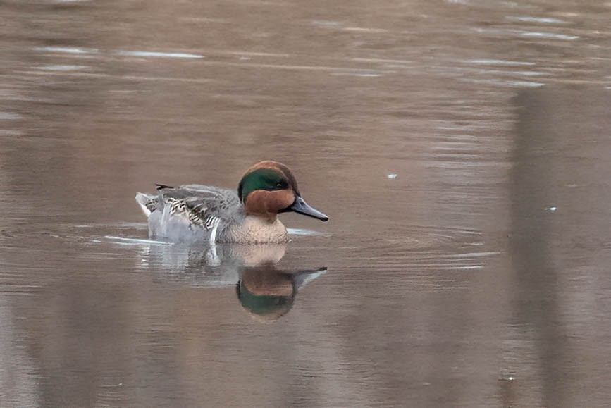 Green-winged Teal - ML648063032