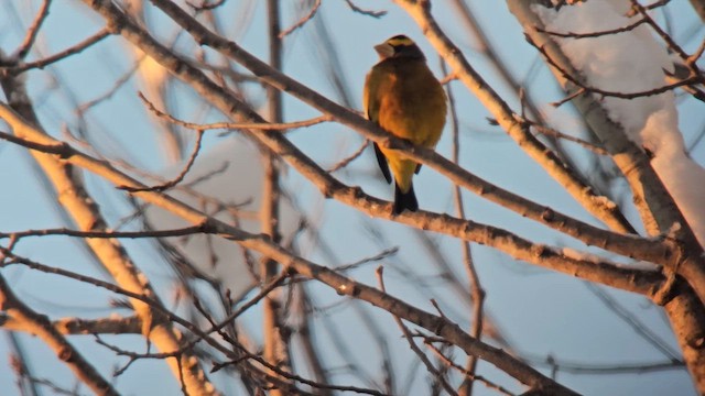 Evening Grosbeak - ML648063516
