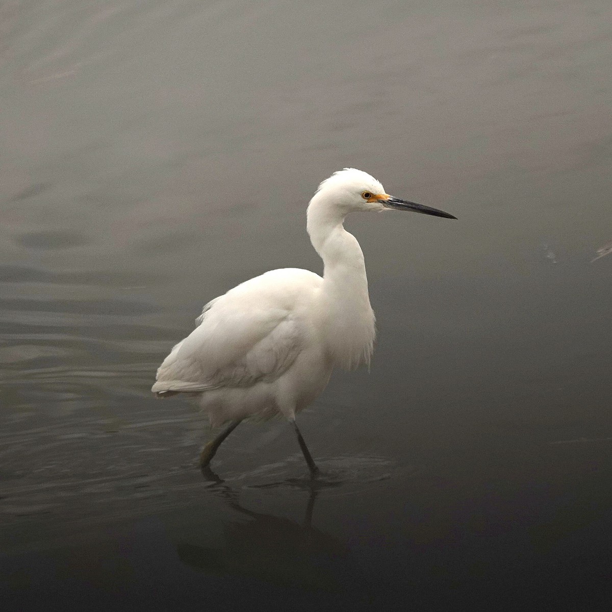 volavka bělostná - ML648064508