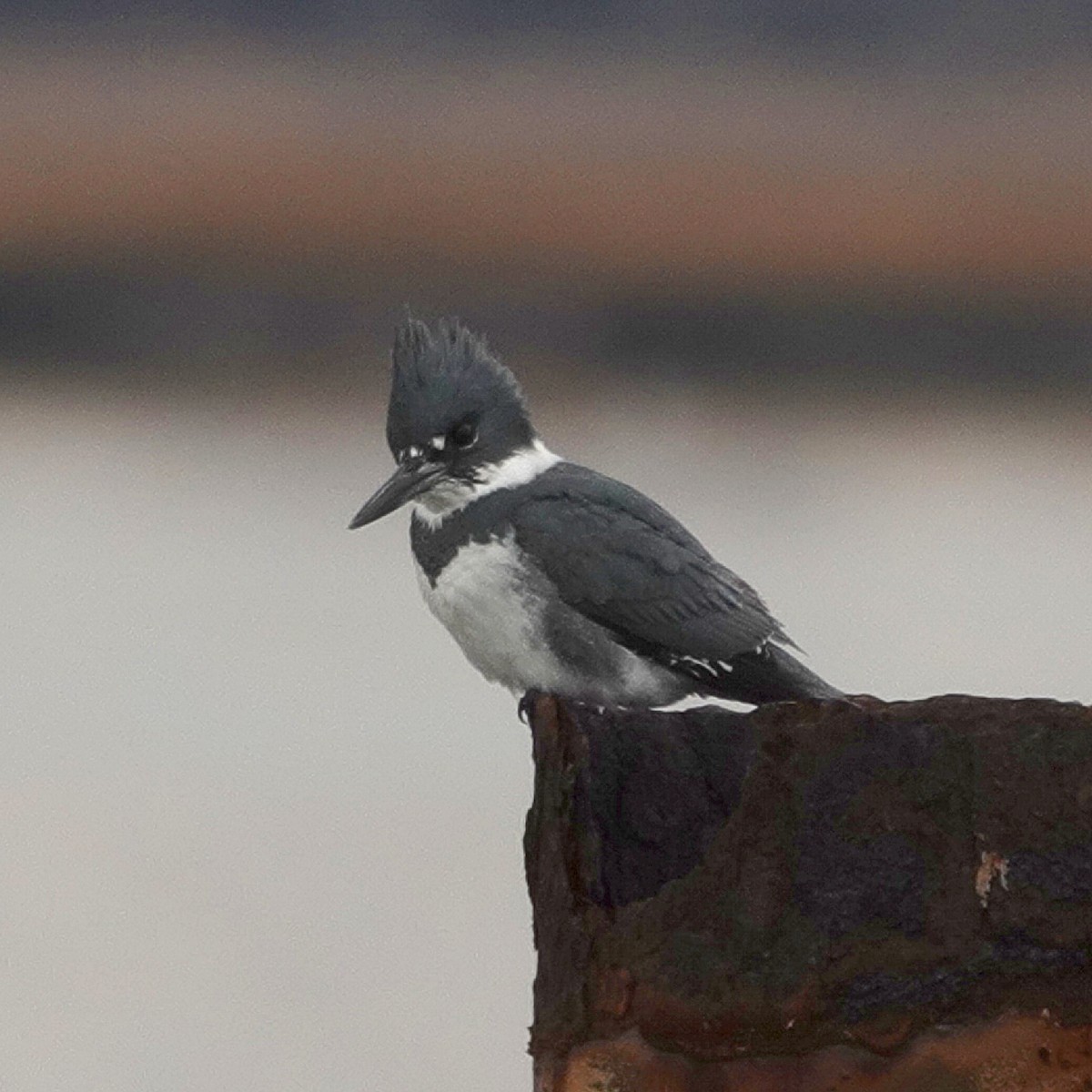 rybařík pruhoprsý - ML648064555