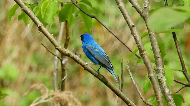 Indigo Bunting - ML648064882