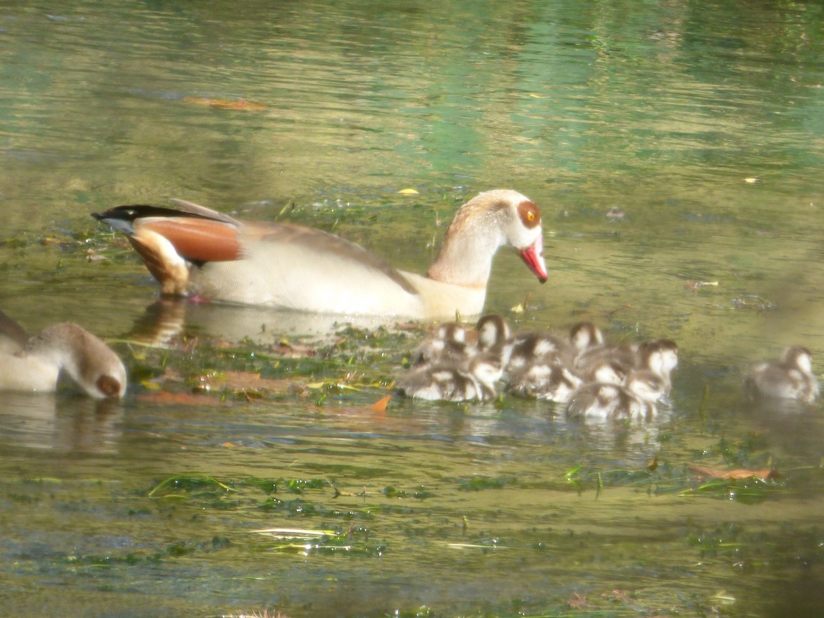Каргарка нільська - ML648065154
