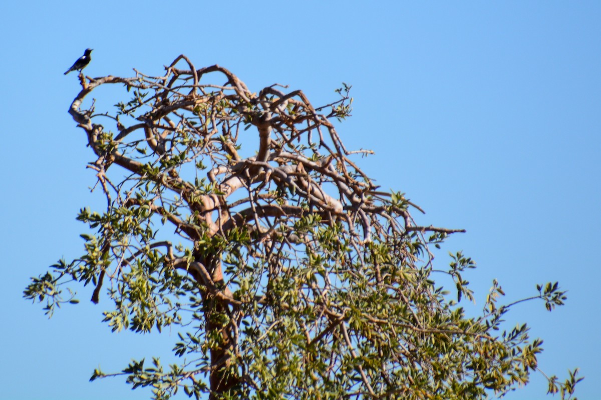 Mountain Chat - ML648065516