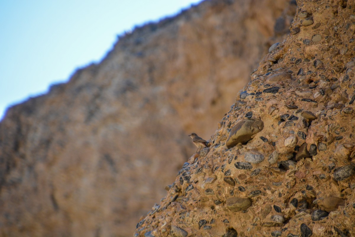 Familiar Chat - ML648065603