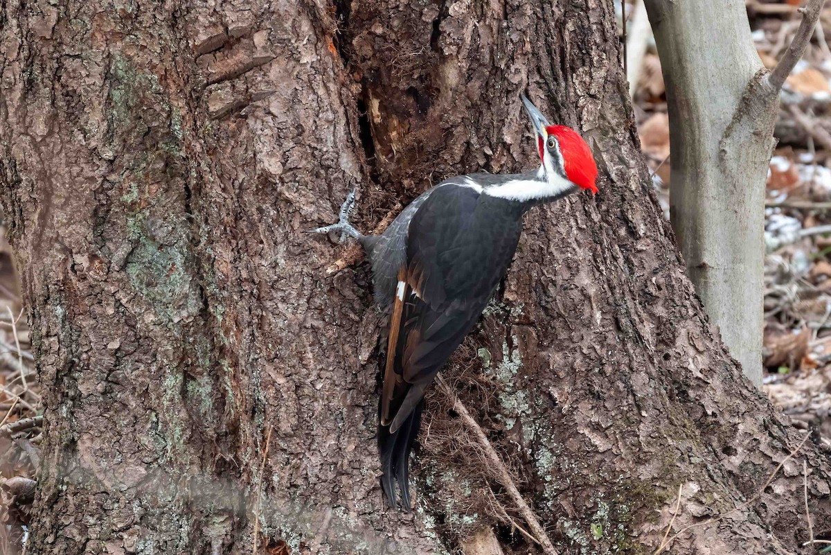 Pileated Woodpecker - ML648065868