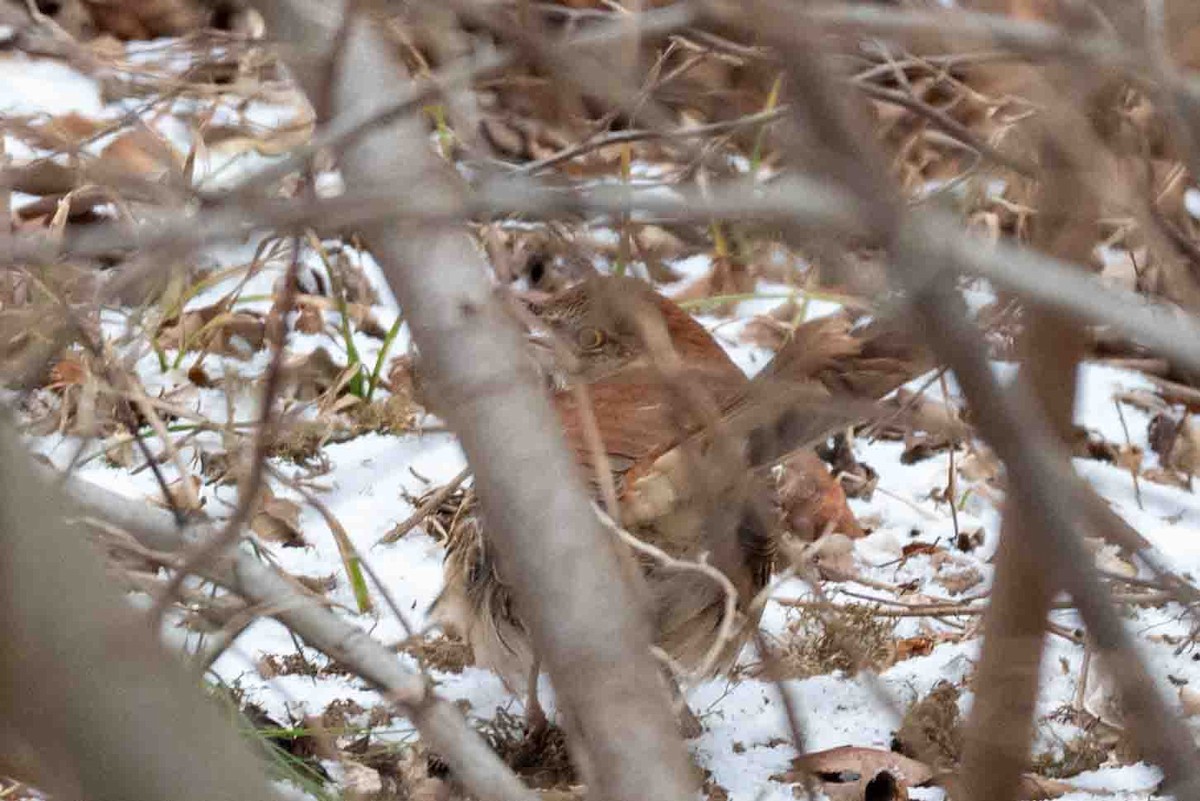Brown Thrasher - ML648065970