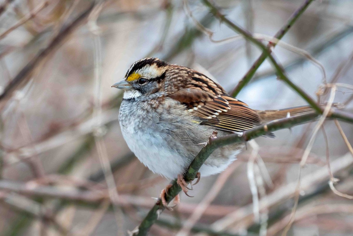 White-throated Sparrow - ML648065999