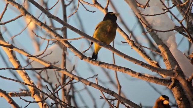 Evening Grosbeak - ML648066045