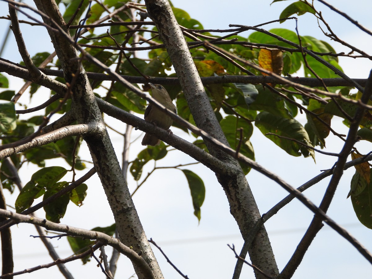 Plain Thornbird - ML648066365