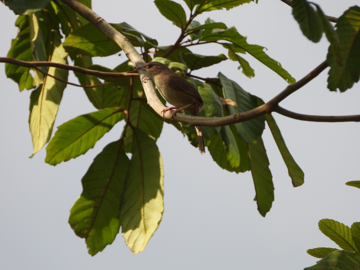 Plain Thornbird - ML648066500