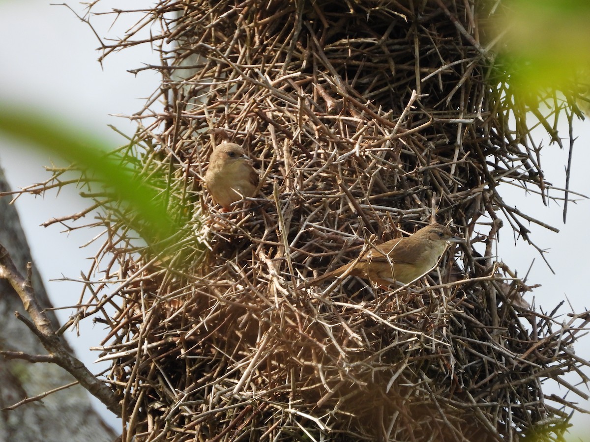 Plain Thornbird - ML648066582