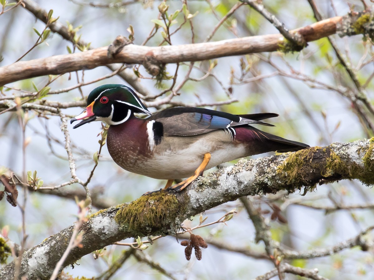 Wood Duck - Ian Burgess