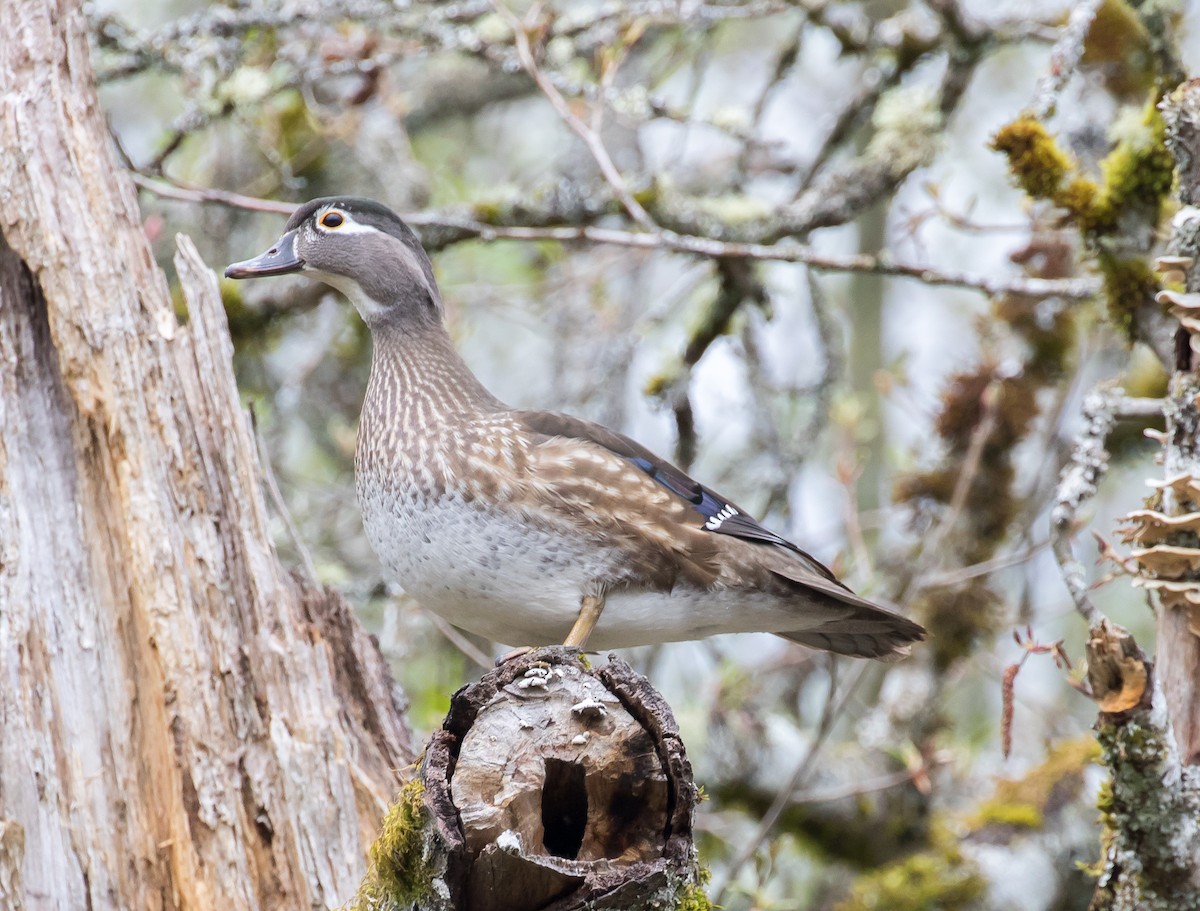 Wood Duck - Ian Burgess