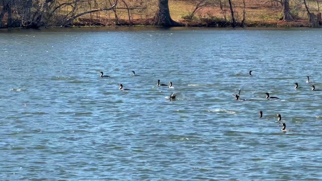 Cormoran à aigrettes - ML648067225