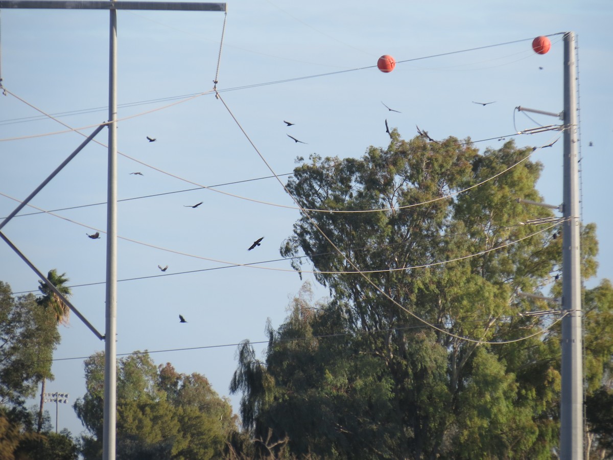 new world vulture sp. - ML648067541