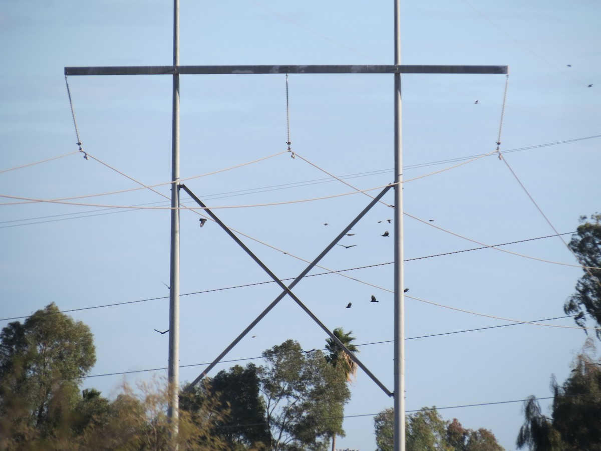 new world vulture sp. - ML648067588