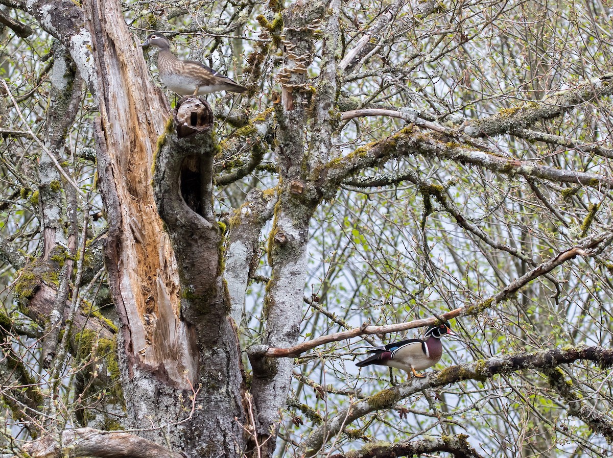 Wood Duck - ML64806781