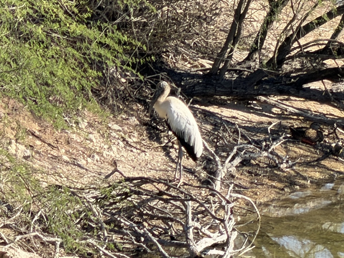 Tántalo Americano - ML648067823