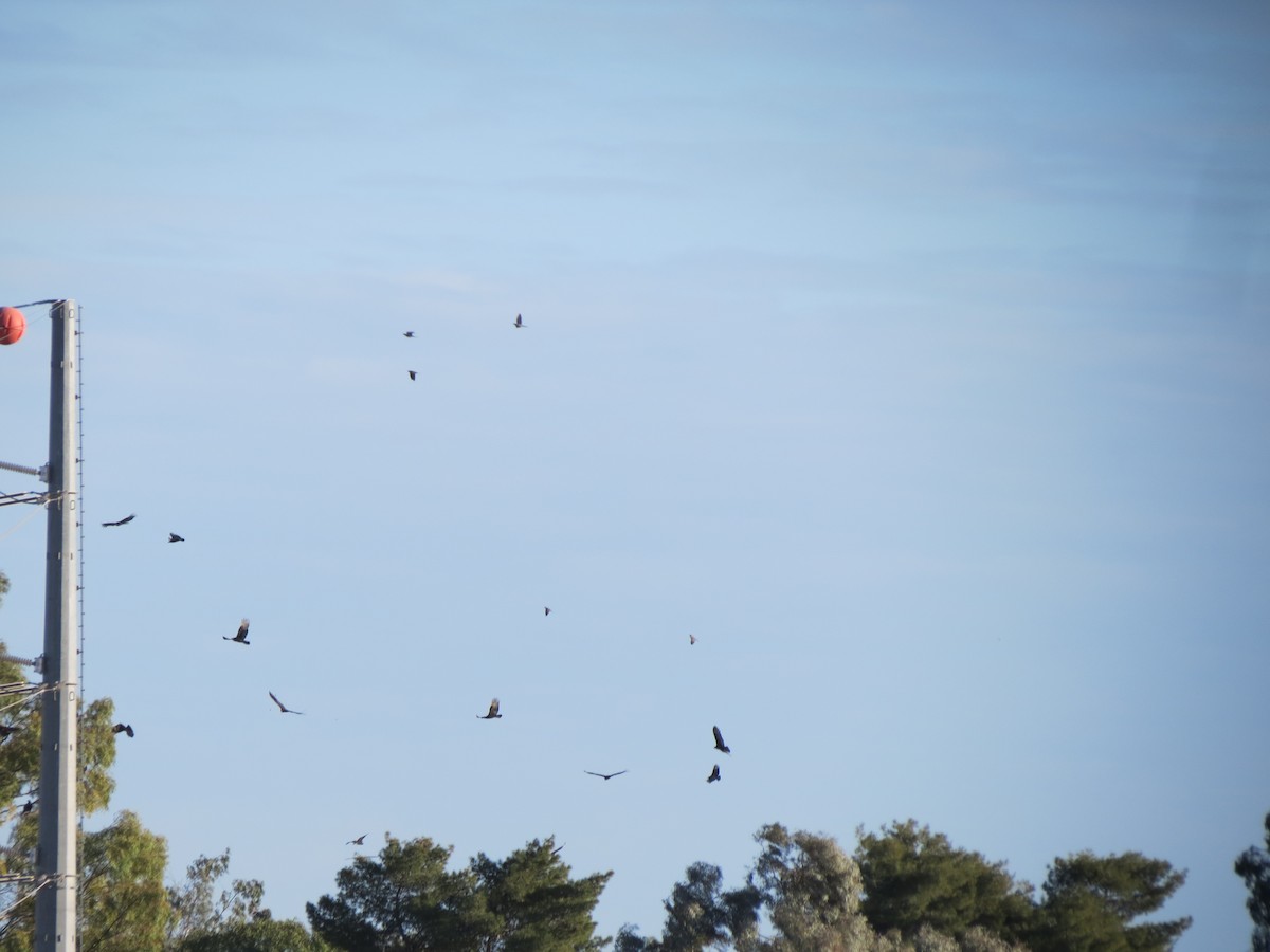 new world vulture sp. - ML648067967