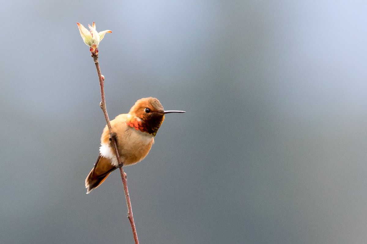 Rufous Hummingbird - Ian Burgess