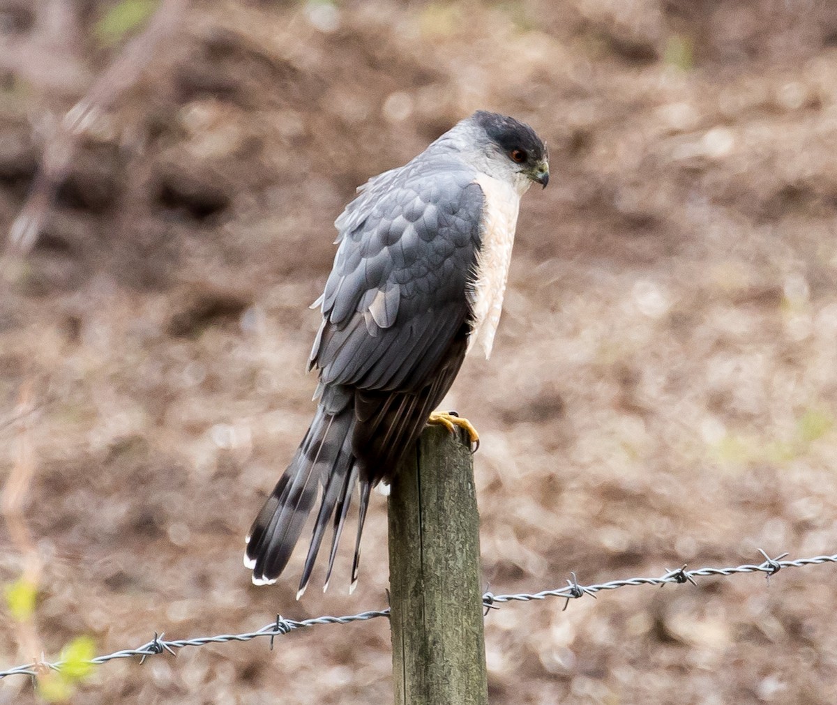 Cooper's Hawk - Ian Burgess